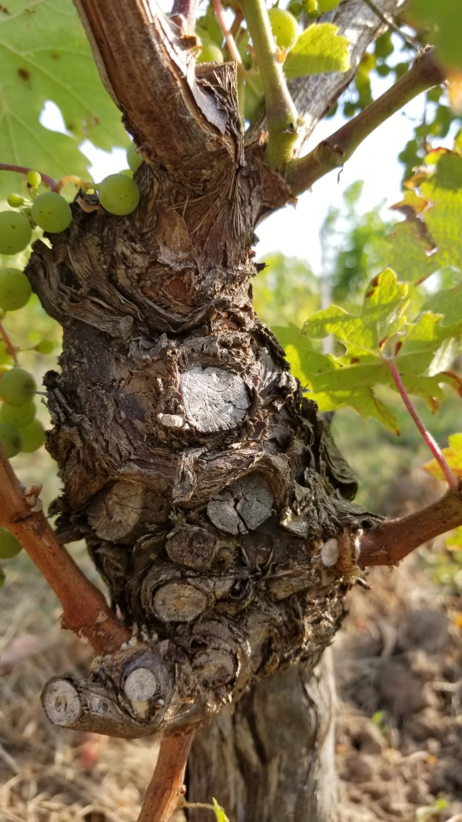 The Vine